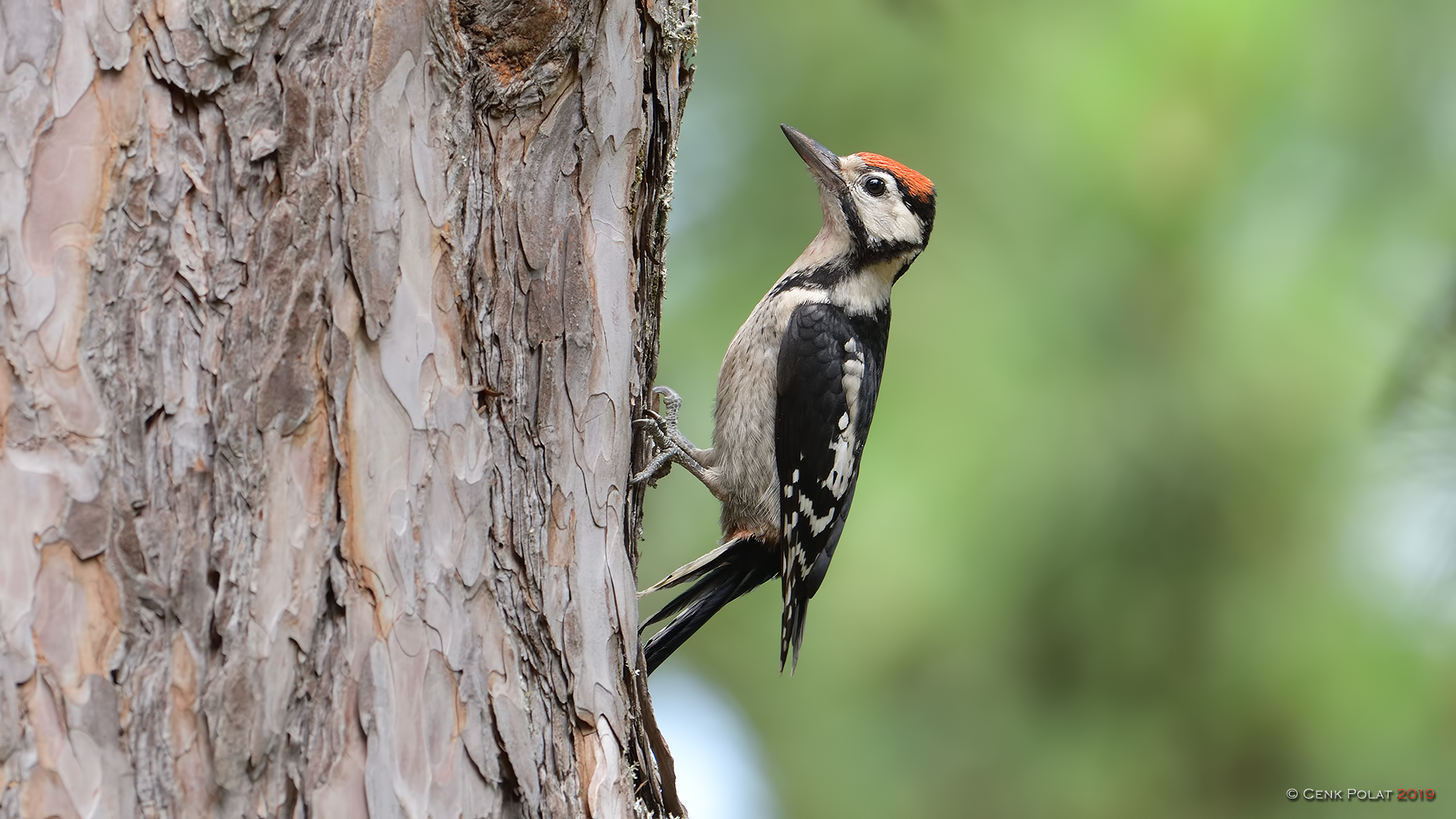 Great Spotted Woodpecker
